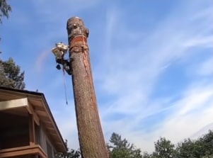 A certified tree service in Prescott, AZ removes a tall fir tree.