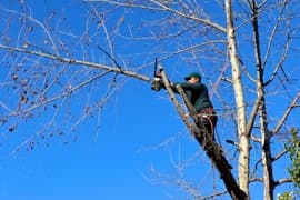 A tree trimmer slices a branch as it falls to the ground. Tree trimming is important for a trees long term health.