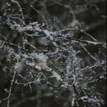 A branch is covered in ice crystals. 