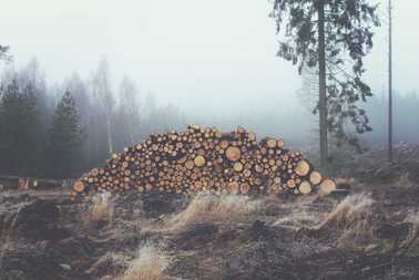chopped wood lays on the ground. A tree service executed a full deforestation exercise. 