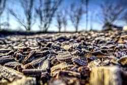 Wood chips sit on the ground as the sun sets. Wood chipping is essential to disposing a tree.